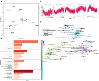 Cardiac Regeneration and Tumor Growth—What Do They Have in Common?